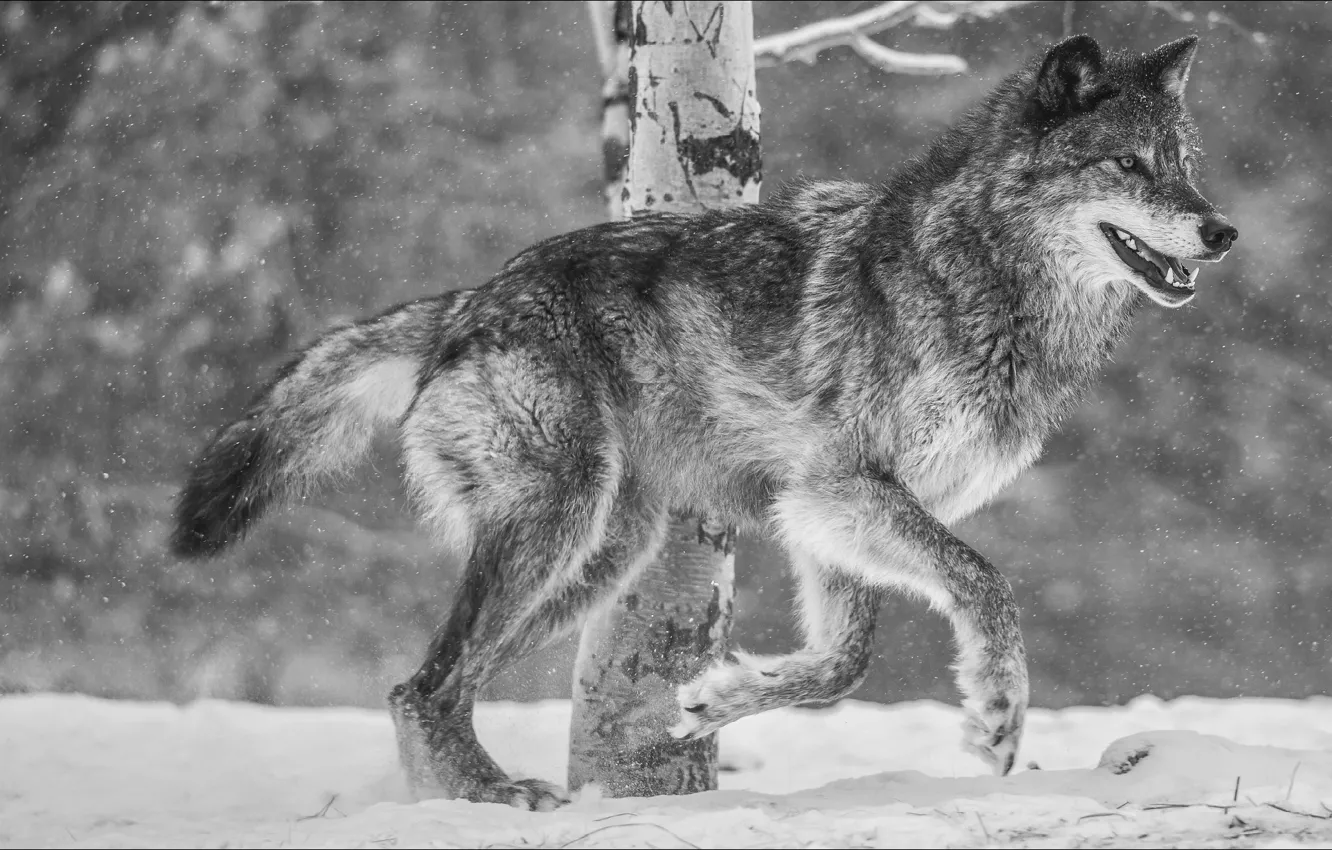 Photo wallpaper nature, wolf, step by step