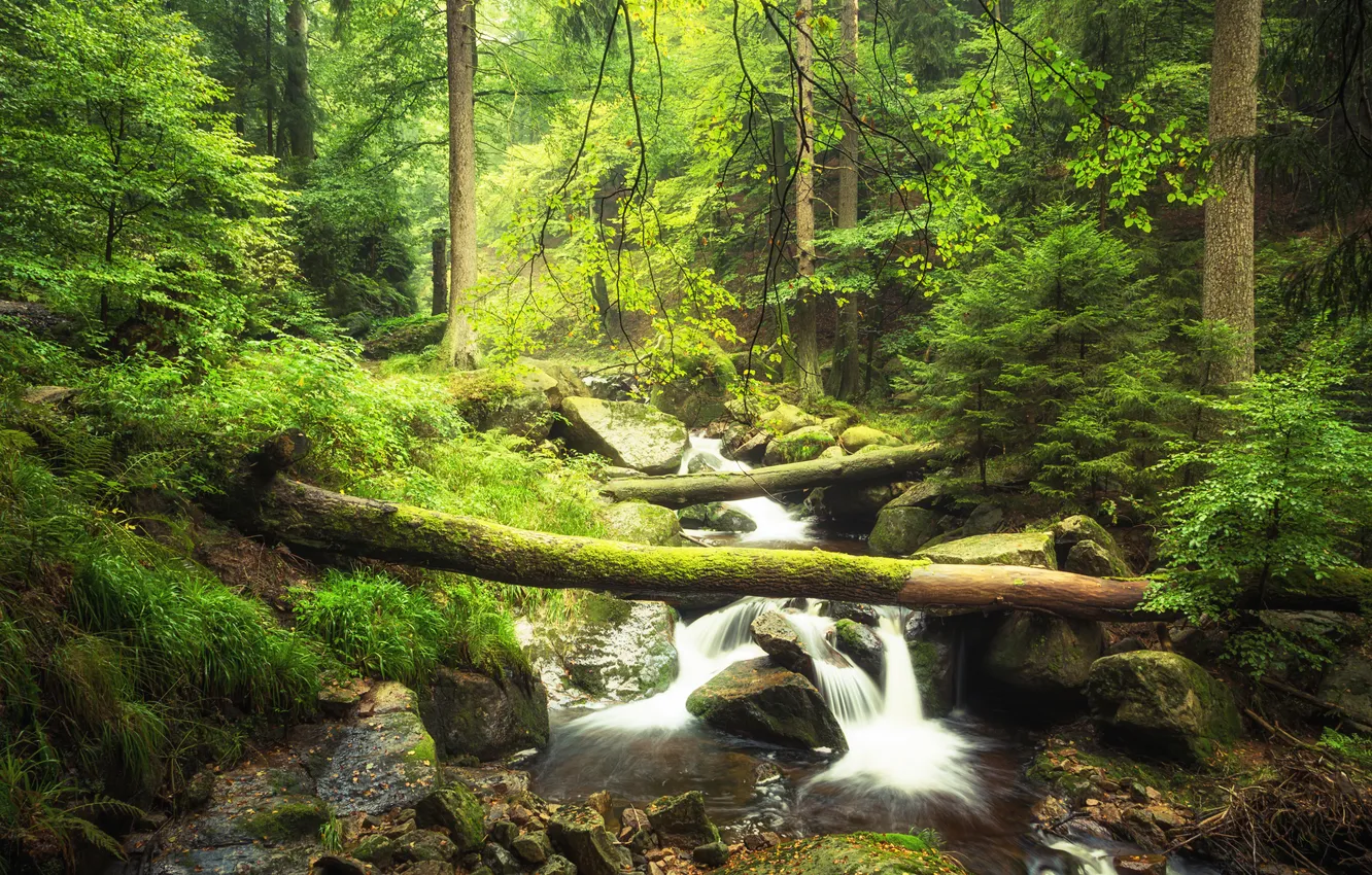 Photo wallpaper forest, trees, stream, cascade, mucus