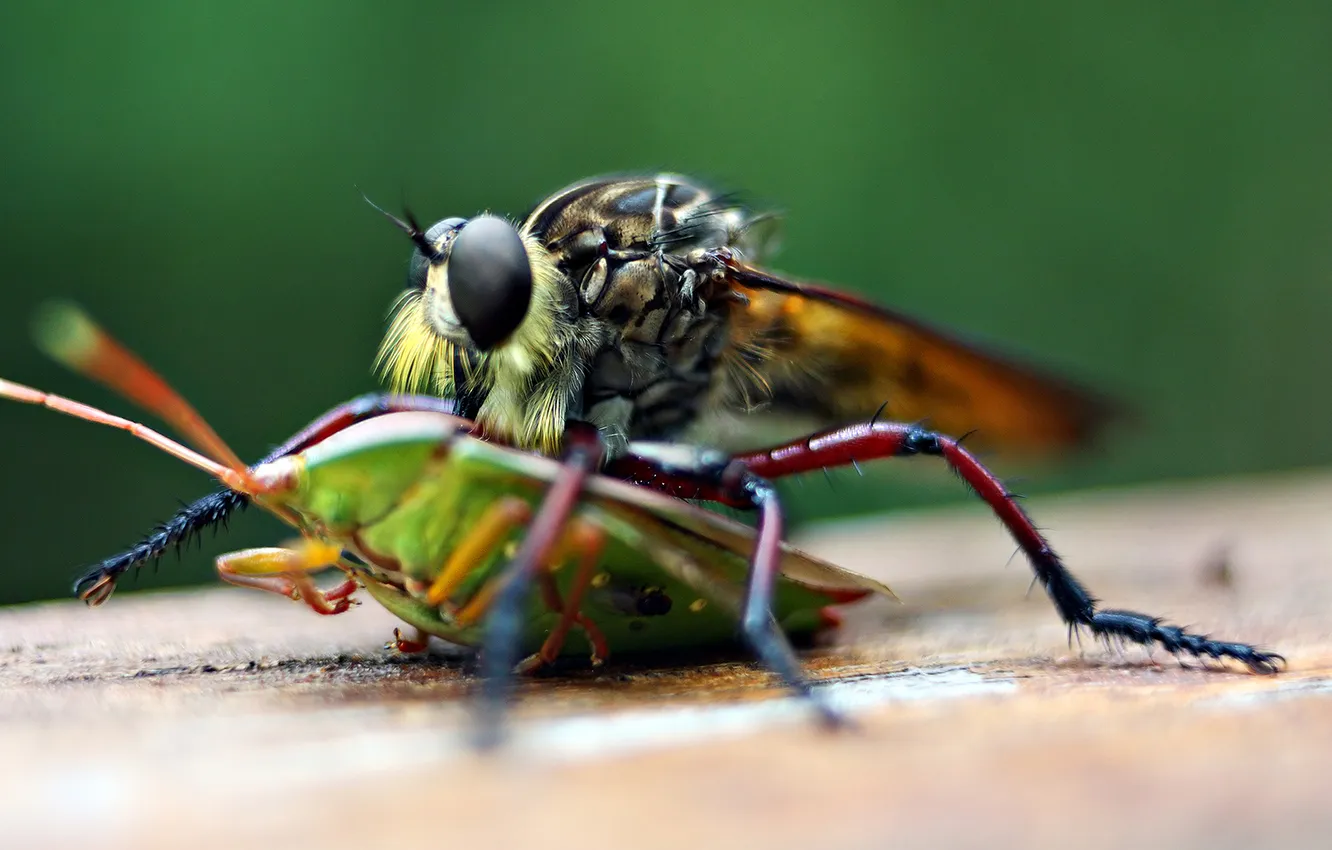 Photo wallpaper eyes, fly, legs, beetle, hairs, insect, LIMBS