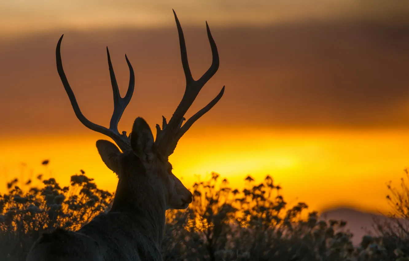 Photo wallpaper nature, background, deer