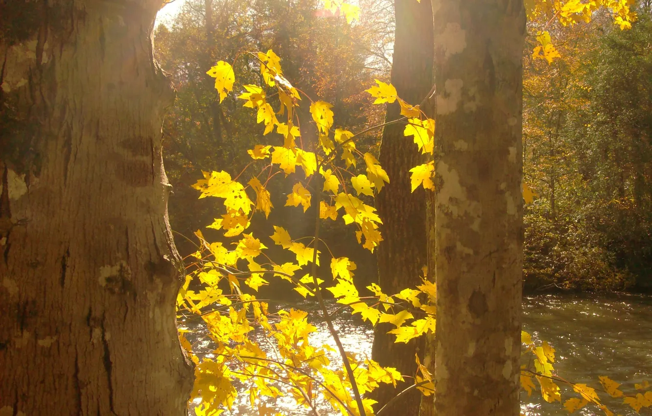 Photo wallpaper autumn, leaves, light, trees, nature, river