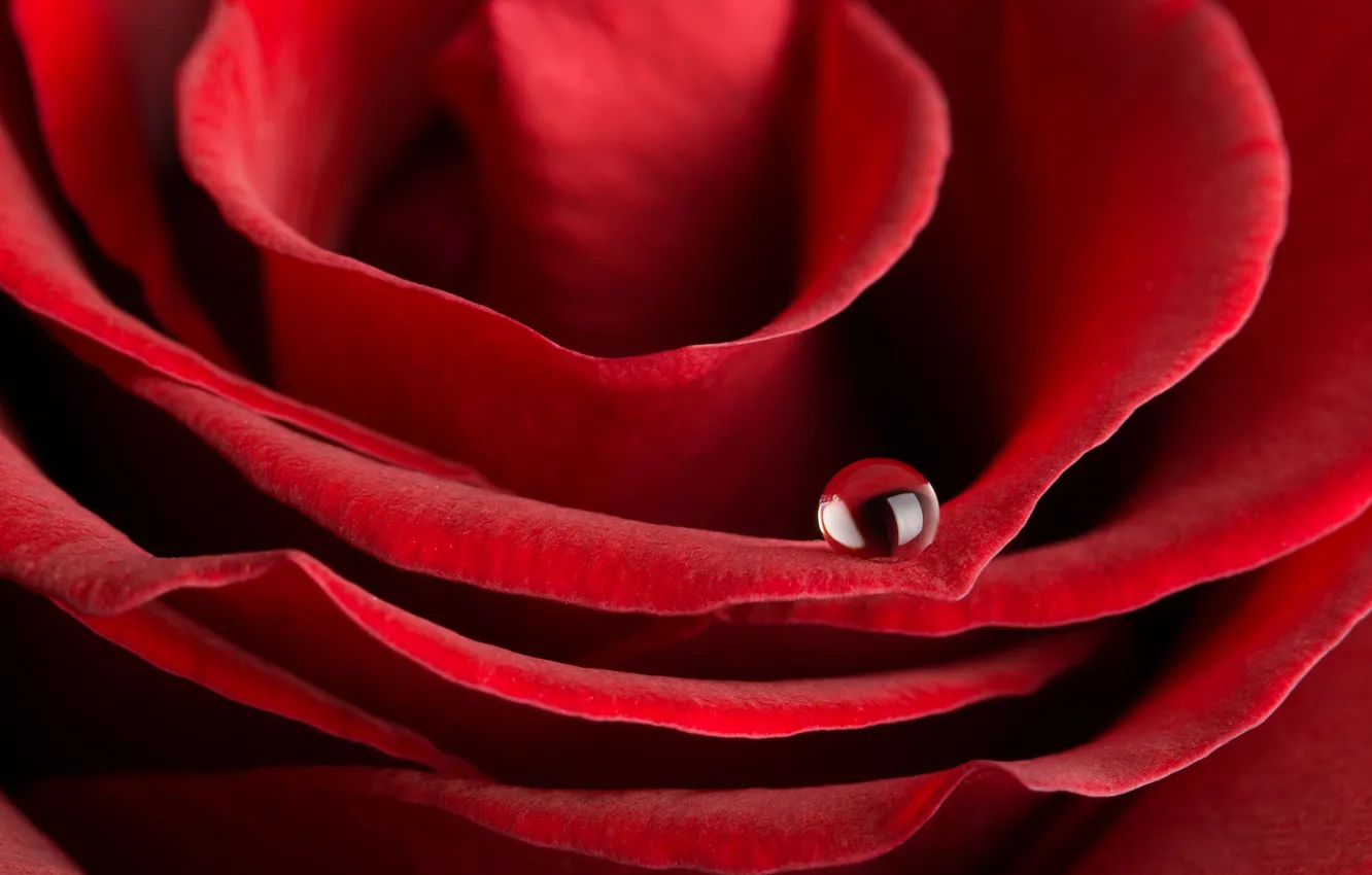 Photo wallpaper drops, flowers, Rosa, roses, red rose
