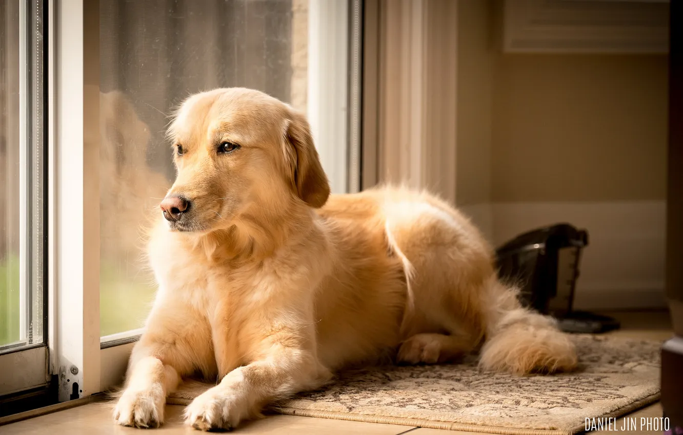 Photo wallpaper look, each, dog