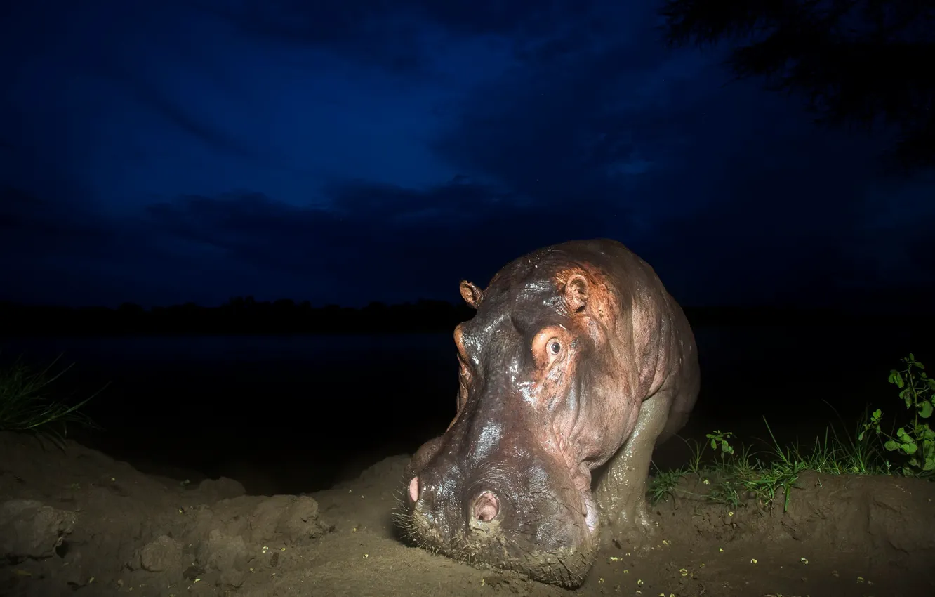Photo wallpaper night, nature, Hippo