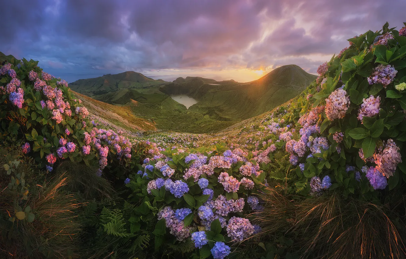 Photo wallpaper sunset, flowers, mountains, Portugal, hydrangea, Portugal, Azores, Daniil Korzhonov