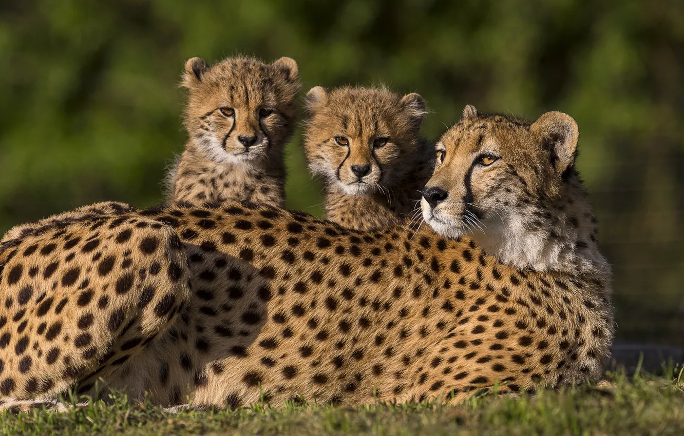 Photo wallpaper Cheetah, cub, kitty
