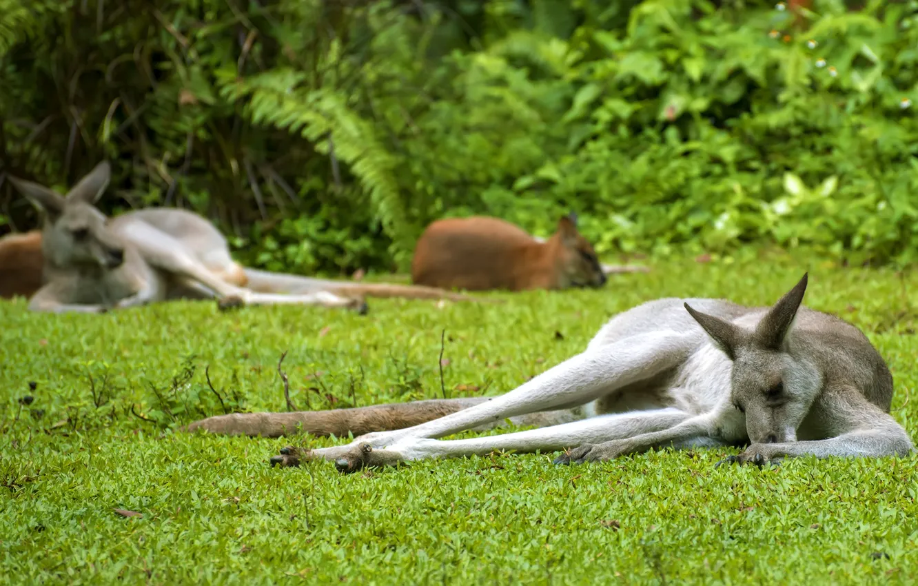 Photo wallpaper greens, grass, stay, glade, foliage, kangaroo, lies, the bushes