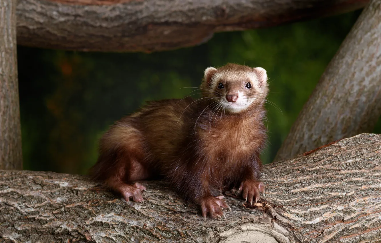 Photo wallpaper trees, face, ferret