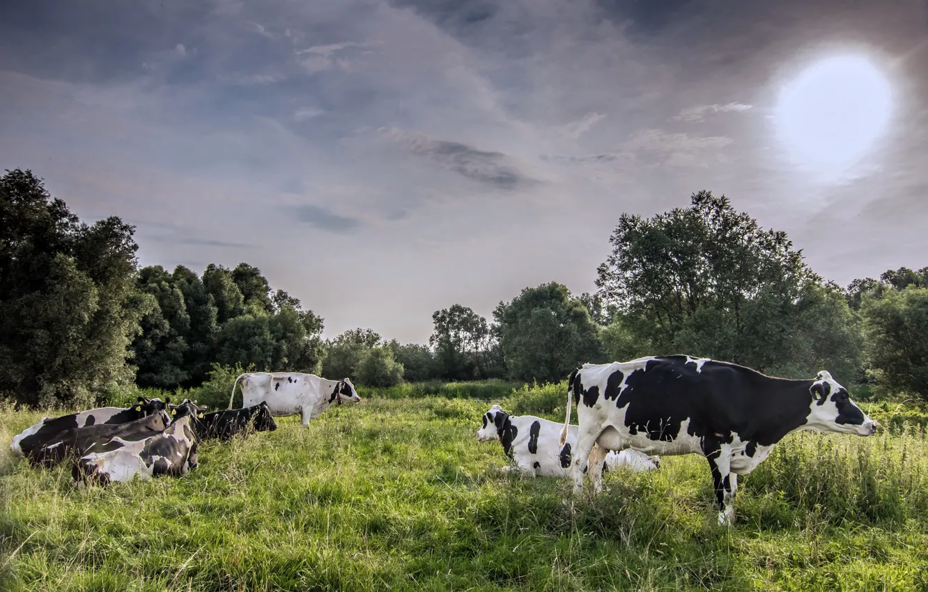 Photo wallpaper field, nature, cows