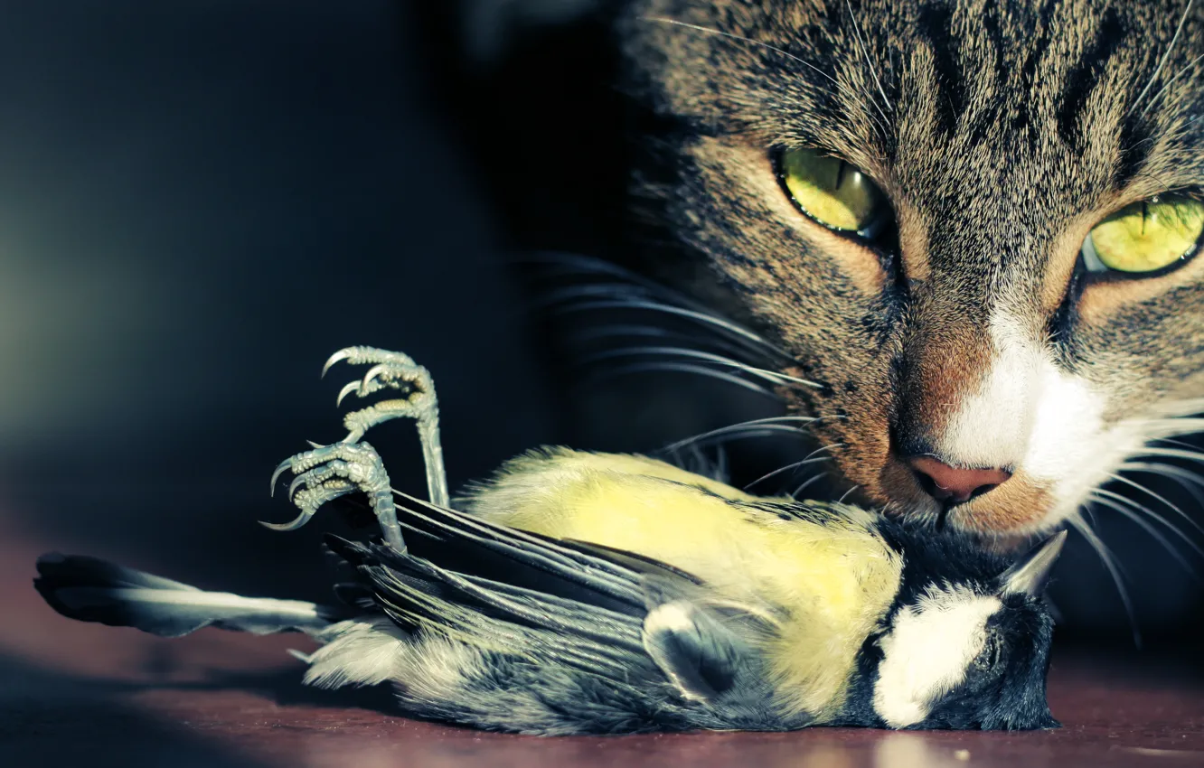 Photo wallpaper cat, look, bird