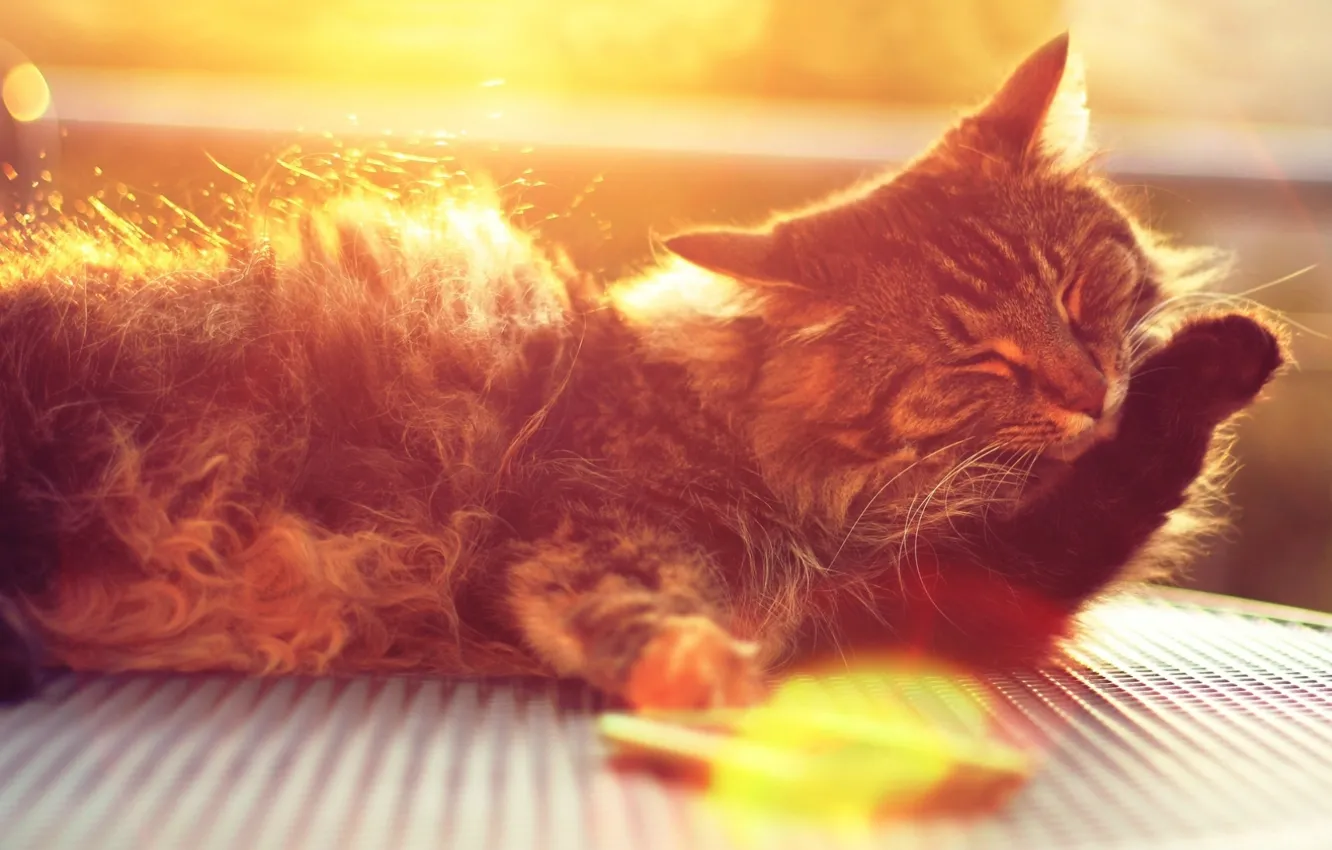 Photo wallpaper cat, cat, face, the sun, rays, cats, background, widescreen