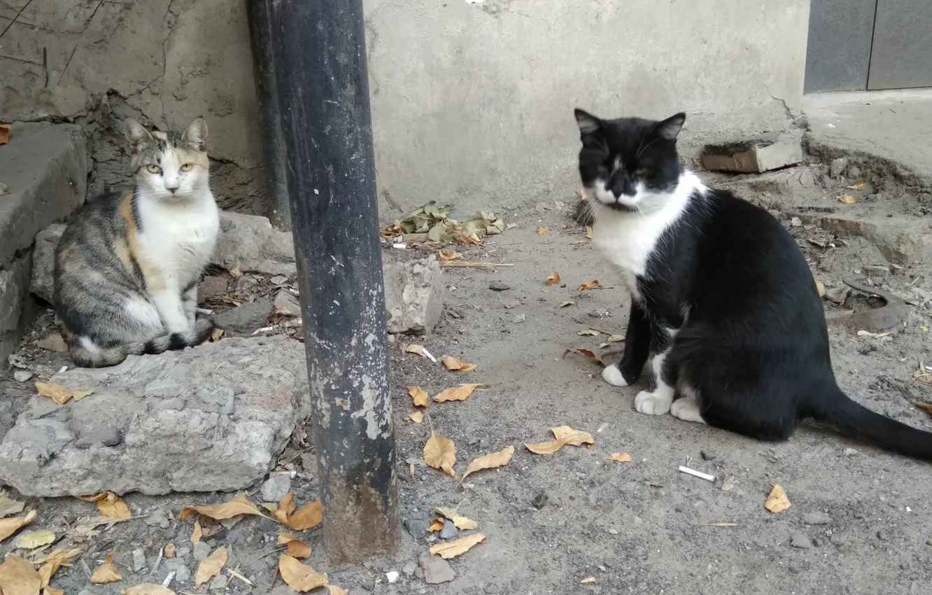 Photo wallpaper cat, cat, street, sitting, together