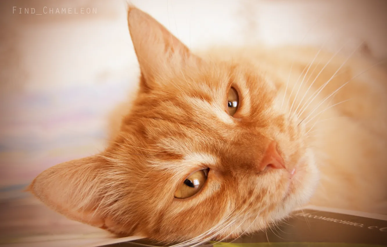 Photo wallpaper cat, sleep, red