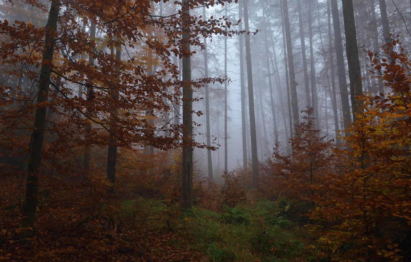 Photo wallpaper autumn, forest, trees, nature, fog, Niklas Hamisch