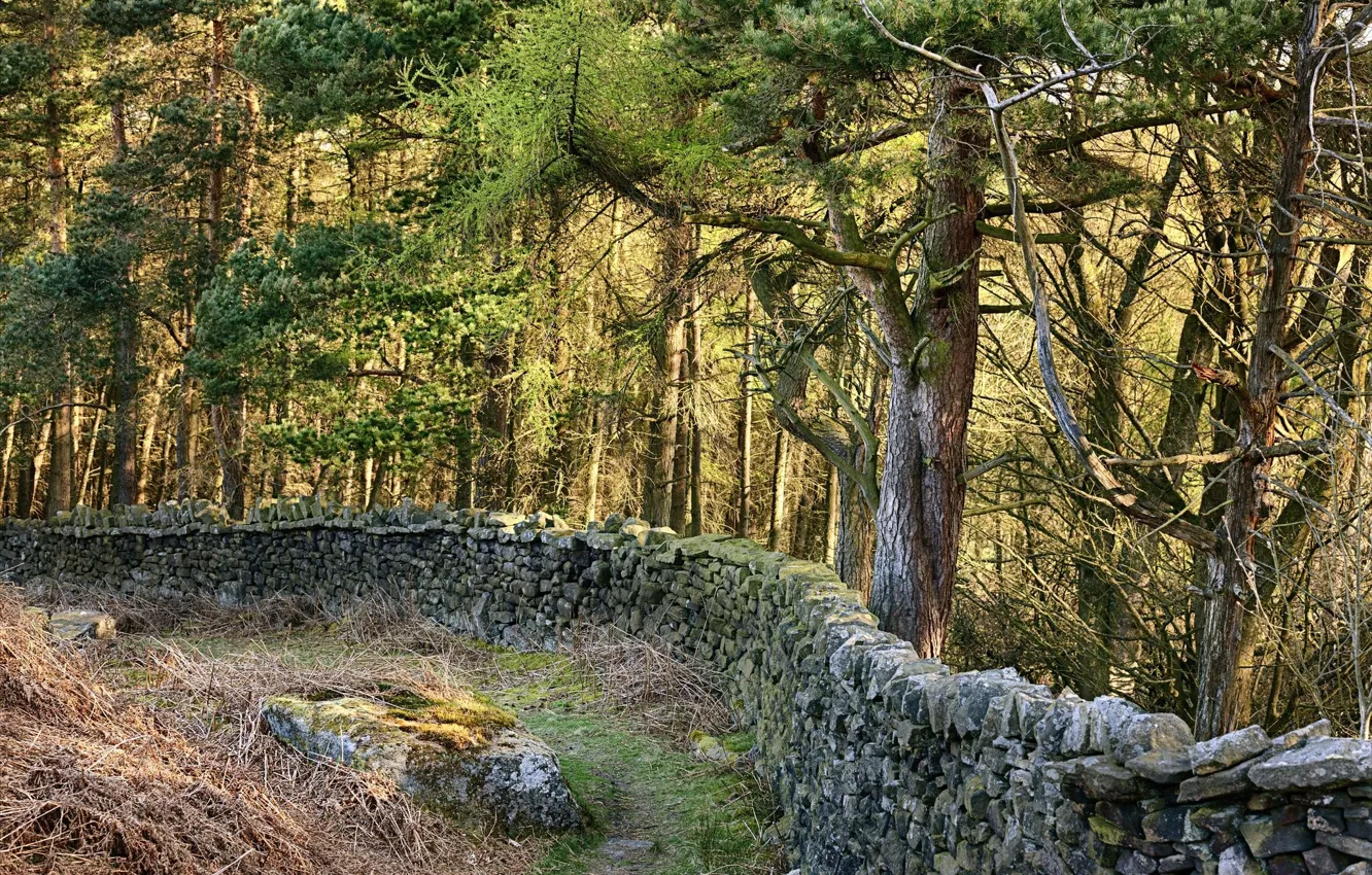 Photo wallpaper forest, trees, wall