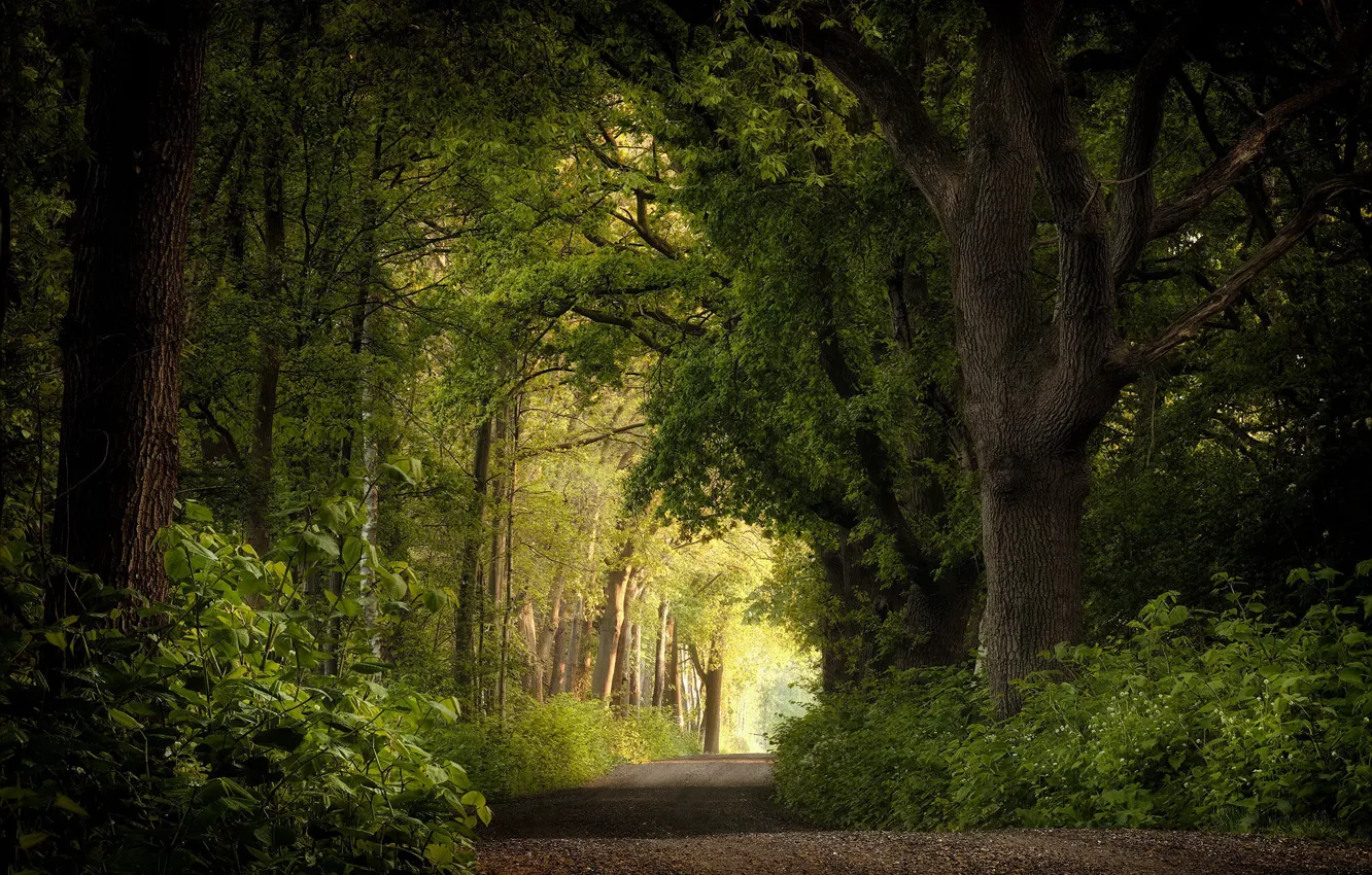 Photo wallpaper road, forest, nature