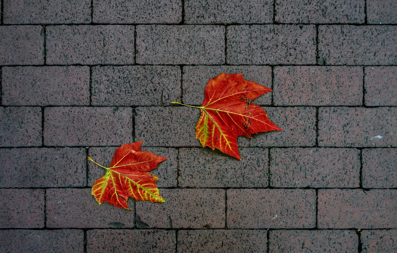 Photo wallpaper autumn, leaves, nature