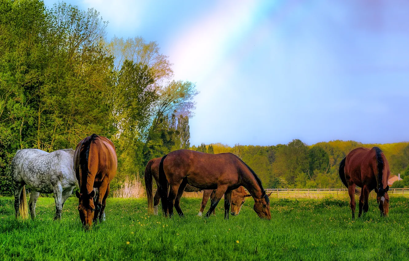 Photo wallpaper horse, meadow, grazing