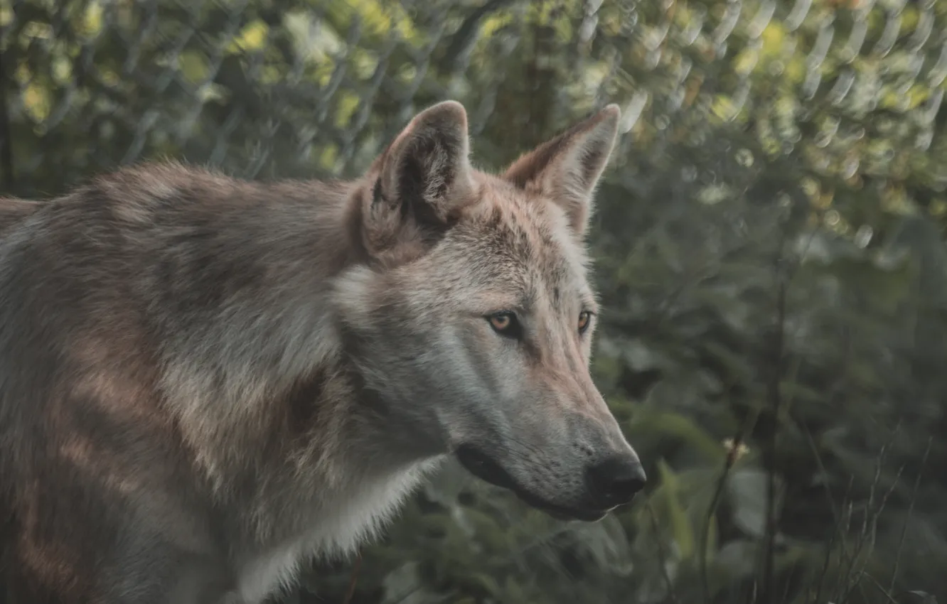 Photo wallpaper nature, Gray Wolf, face, animal, wolf, canis lupus, wildlife, head