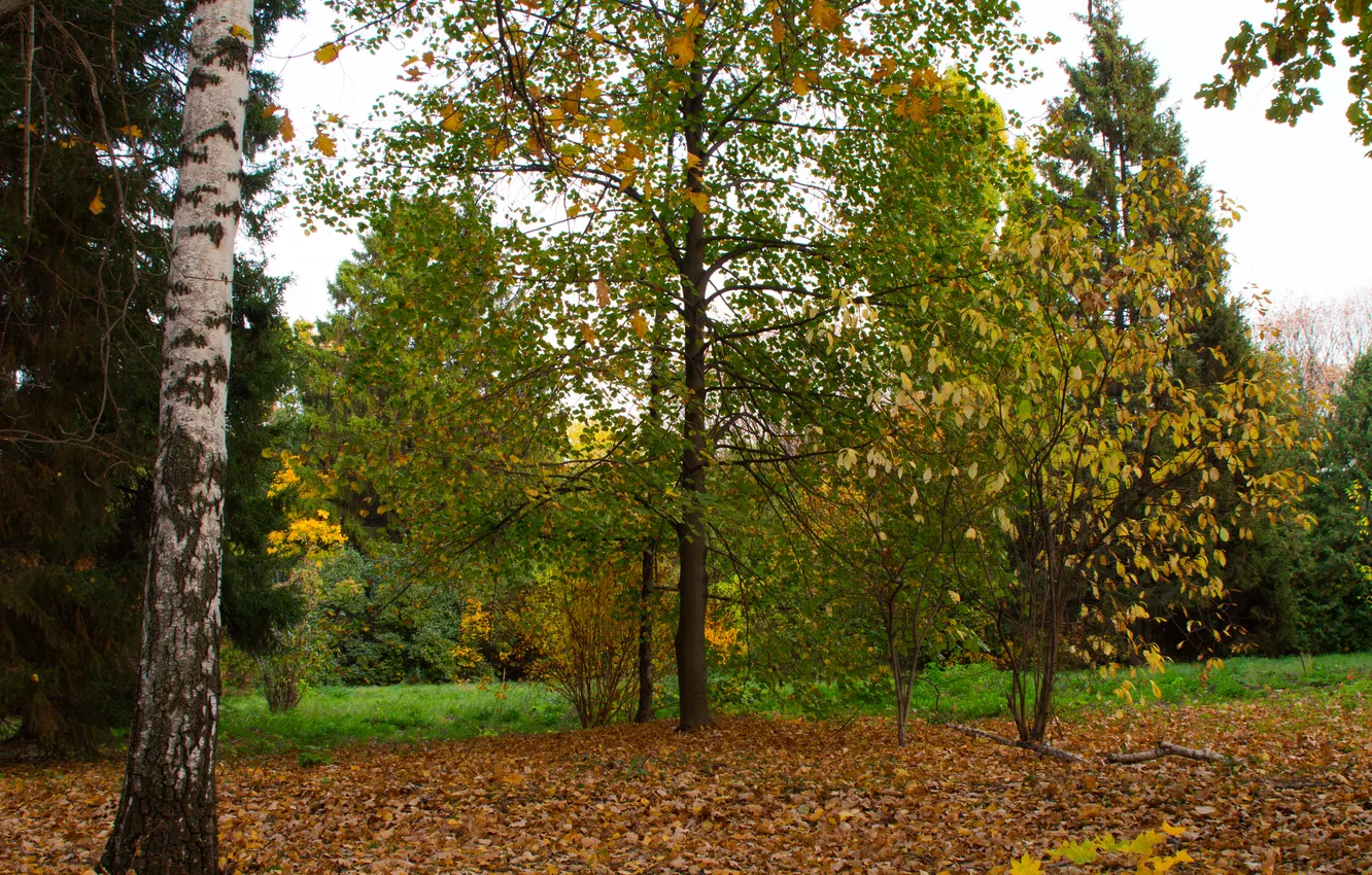 Photo wallpaper autumn, forest, trees, nature, October, Russia, Samara, Botanical garden