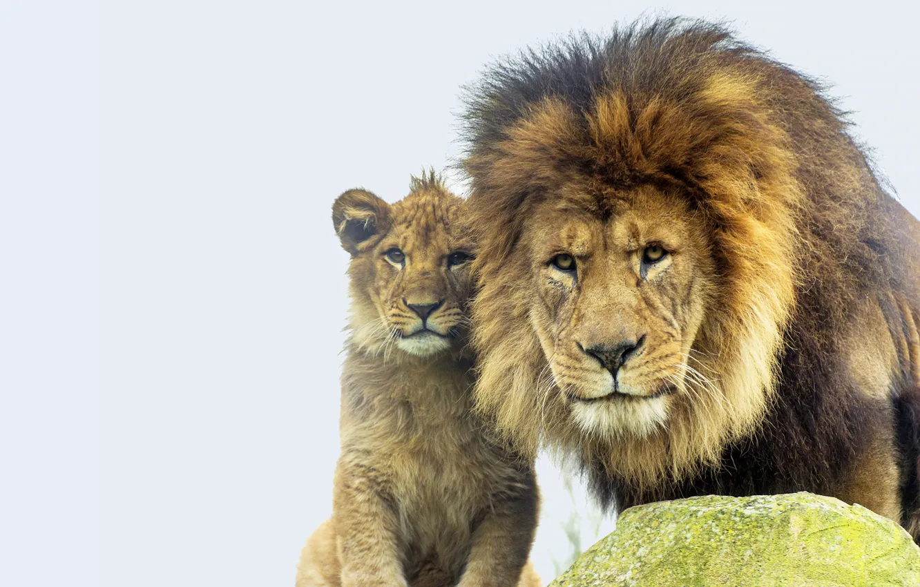 Photo wallpaper the sky, look, face, nature, pose, stones, portrait, Leo
