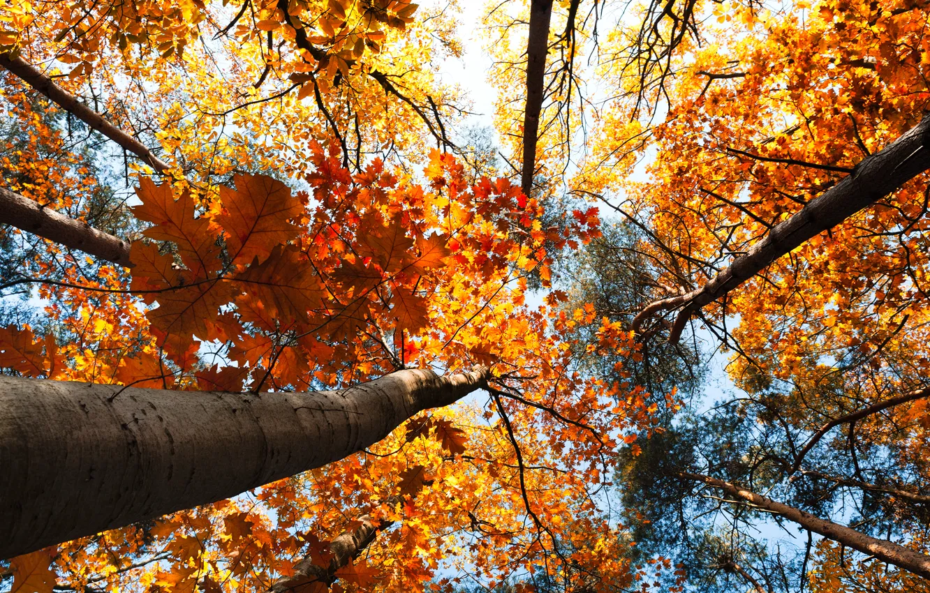 Photo wallpaper autumn, forest, the sky, leaves, trees, landscape, nature, forest