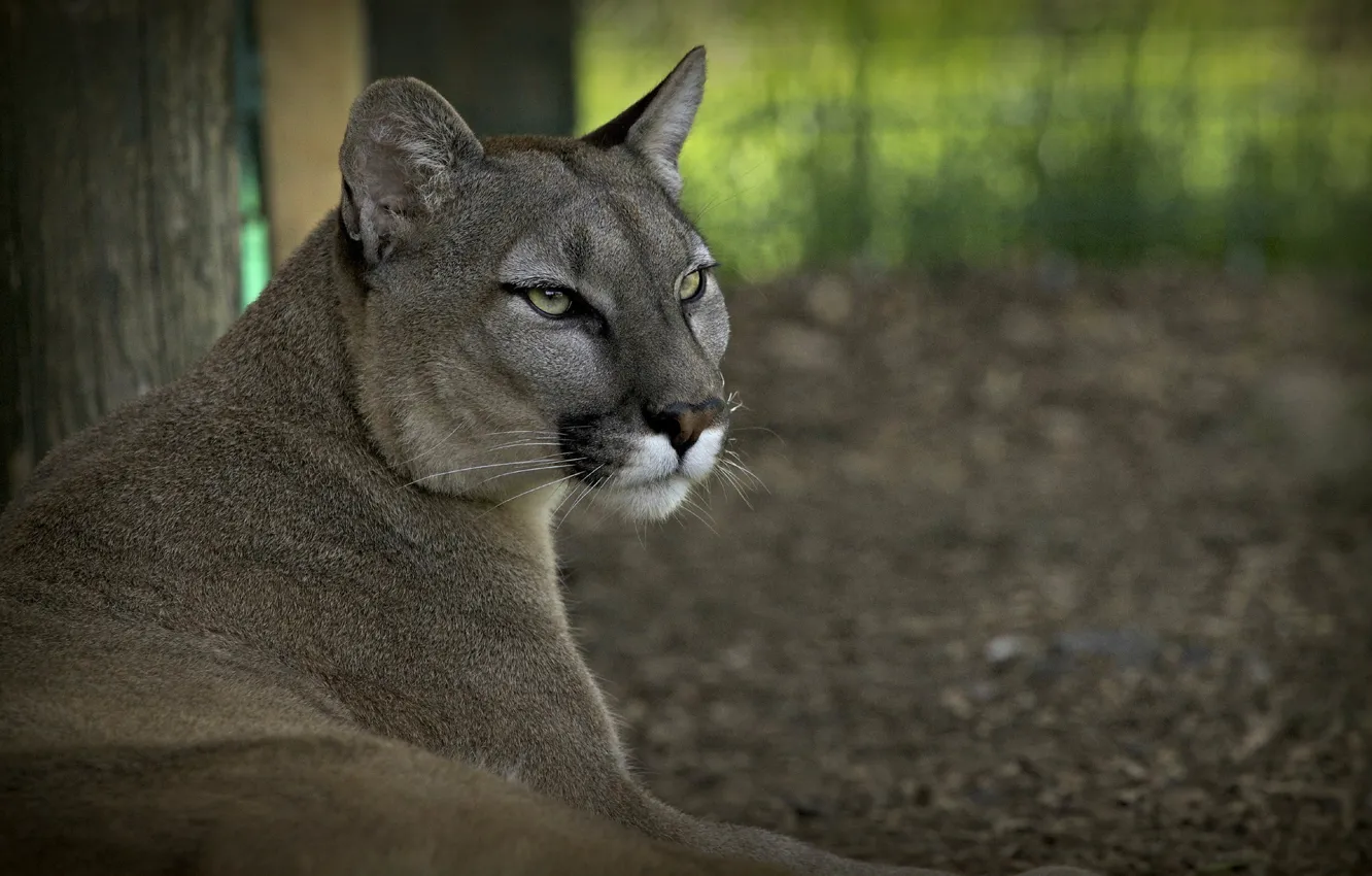 Photo wallpaper face, stay, predator, Puma, wild cat, mountain lion, Cougar, © Ania Jones