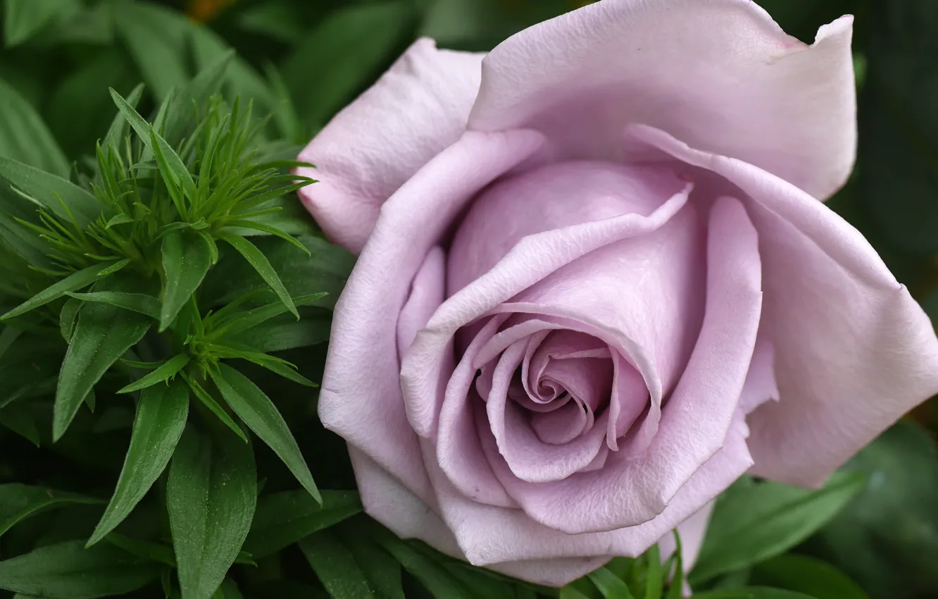 Photo wallpaper macro, roses, buds