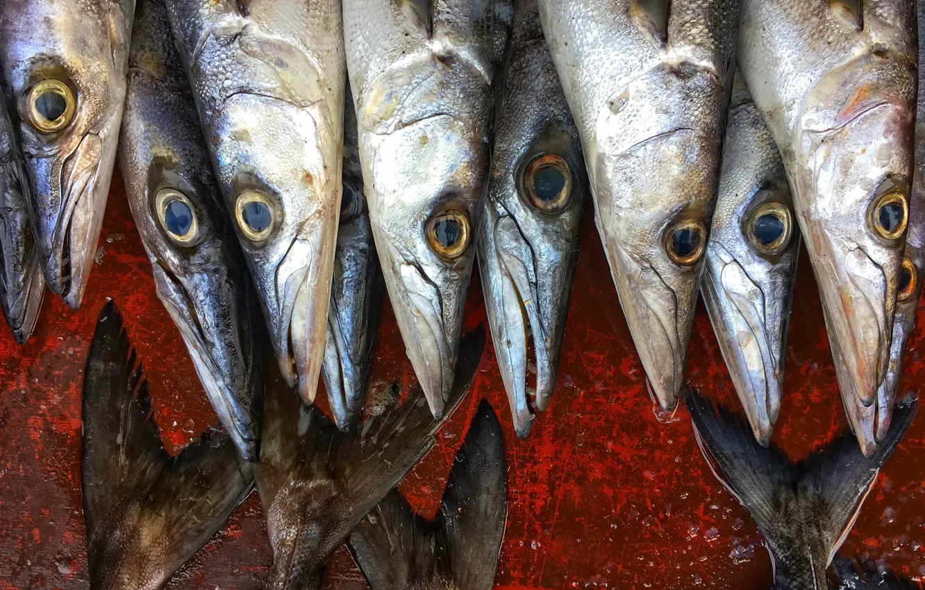 Photo wallpaper fish, background, food