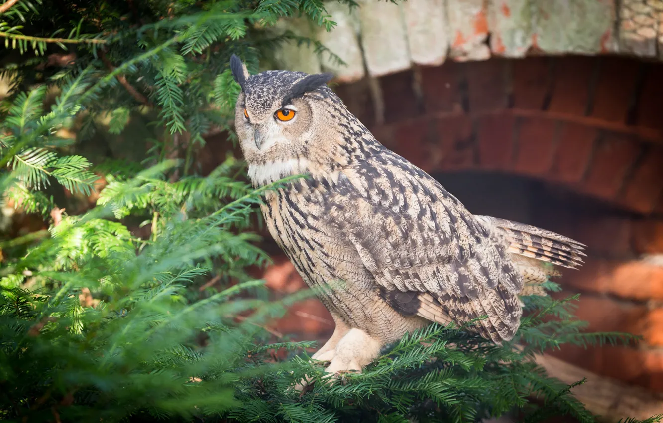 Photo wallpaper owl, bird, spruce, feathers, color