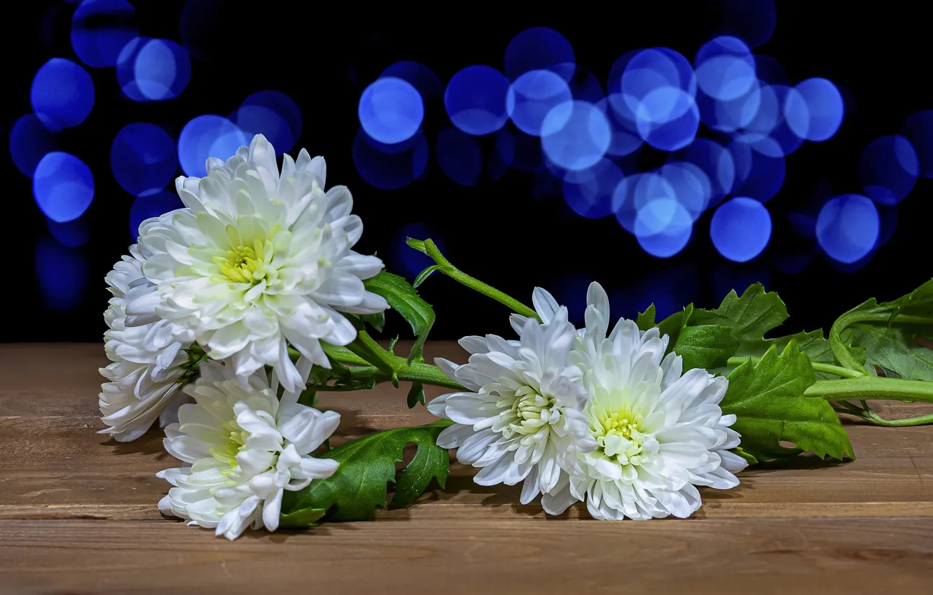 Photo wallpaper flowers, blue, glare, the dark background, Board, bouquet, lies, white