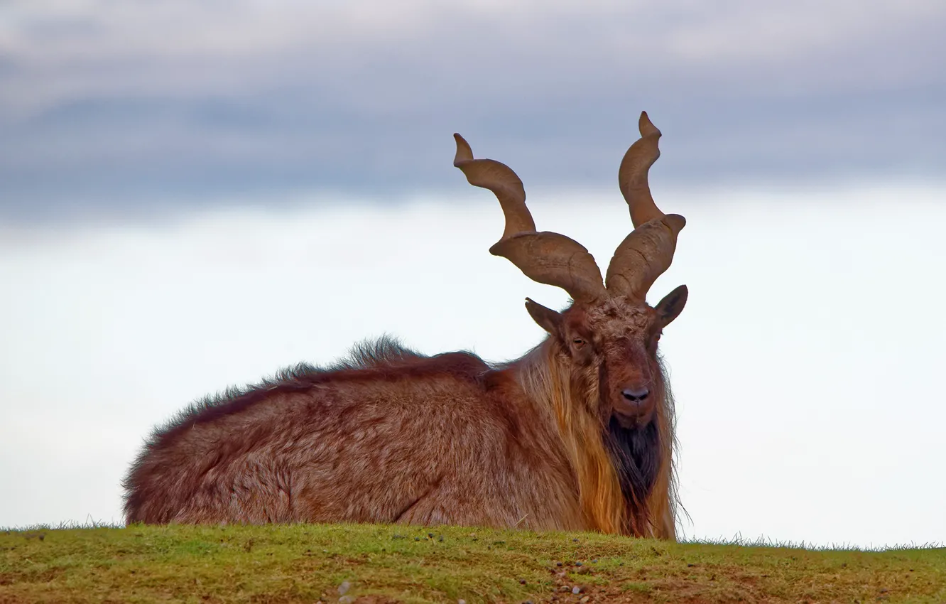 Photo wallpaper animals, deer, wildlife, antlers, goats