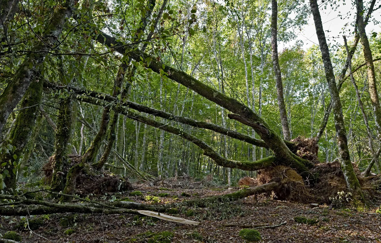 Photo wallpaper greens, forest, trees, roots, trunk