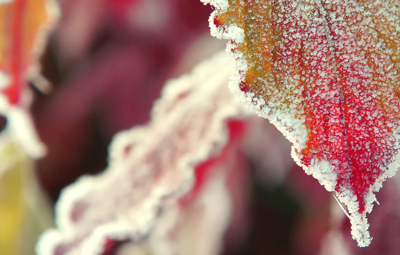 Photo wallpaper frost, sheet, bokeh