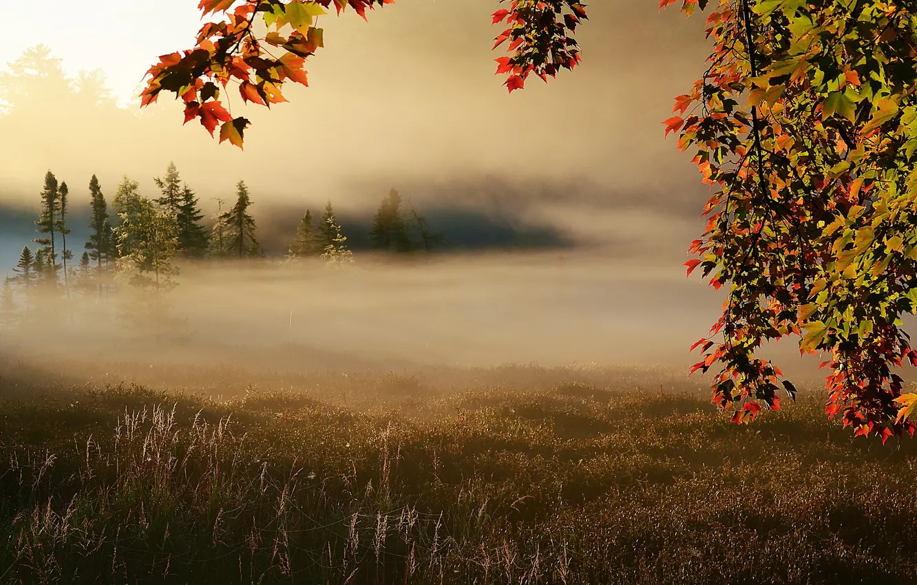 Photo wallpaper field, autumn, fog