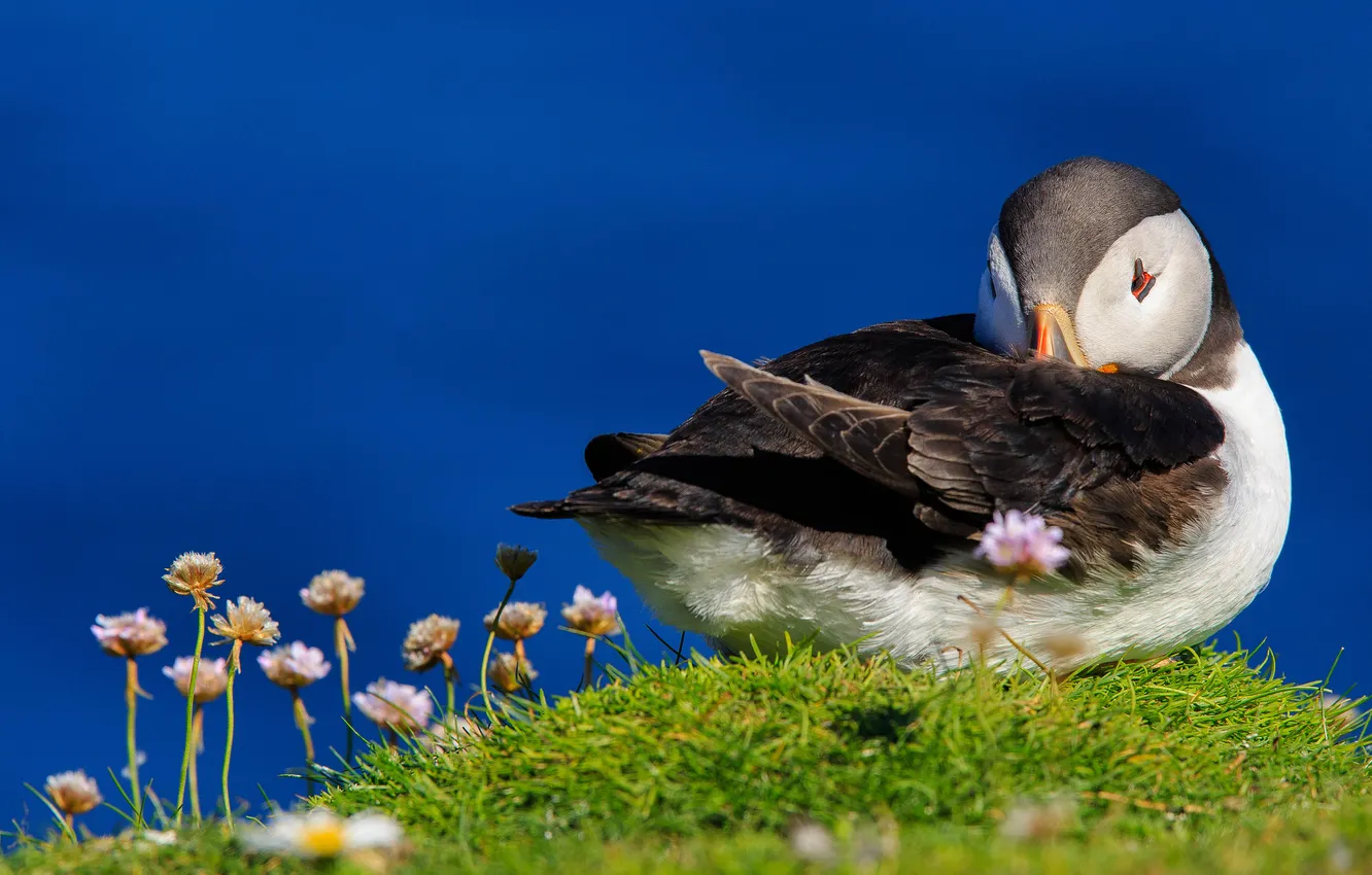 Photo wallpaper grass, flowers, nature, bird, stalled, hill