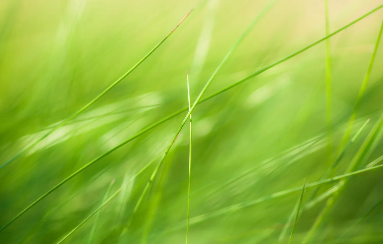 Photo wallpaper summer, grass, macro, color