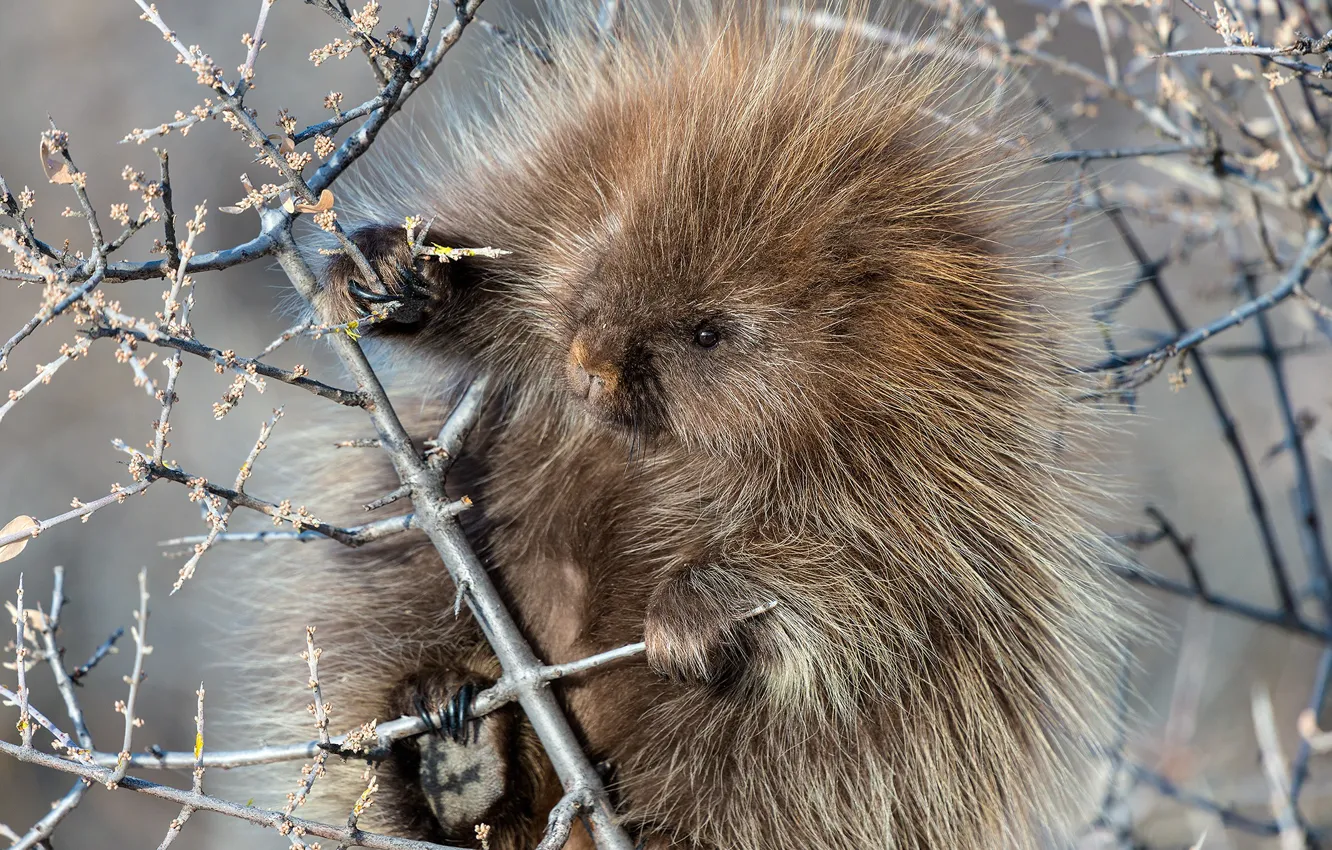 Photo wallpaper branches, cub, rodent, Porcupine