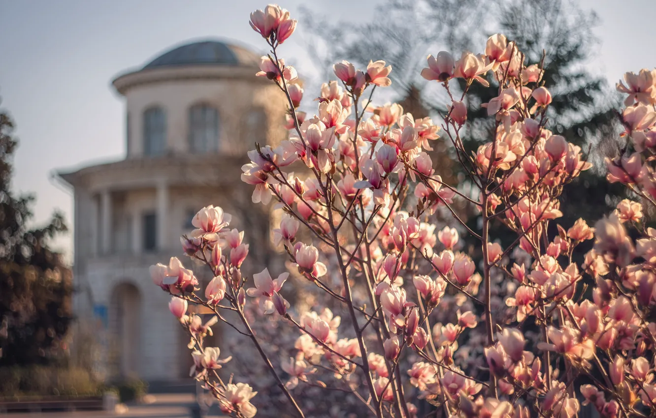 Photo wallpaper landscape, nature, the city, spring, morning, Crimea, Magnolia, Sevastopol
