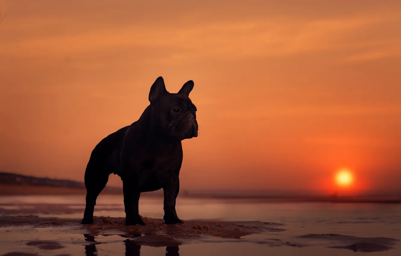 Photo wallpaper sea, sunset, dog, silhouette, French bulldog