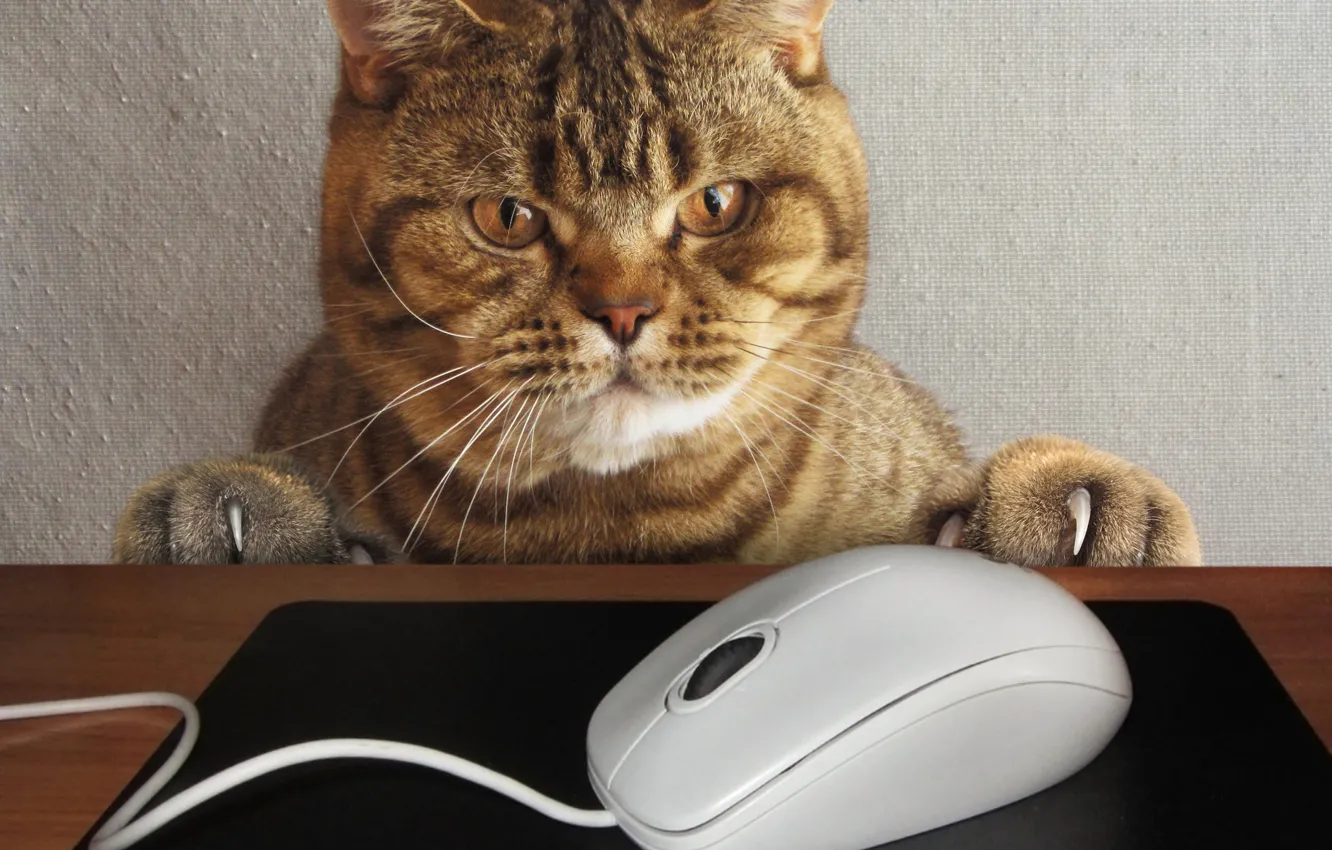 Photo wallpaper cat, look, face, table, the situation, paws, mouse, claws