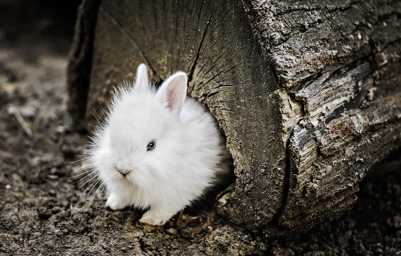 Photo wallpaper nature, background, rabbit