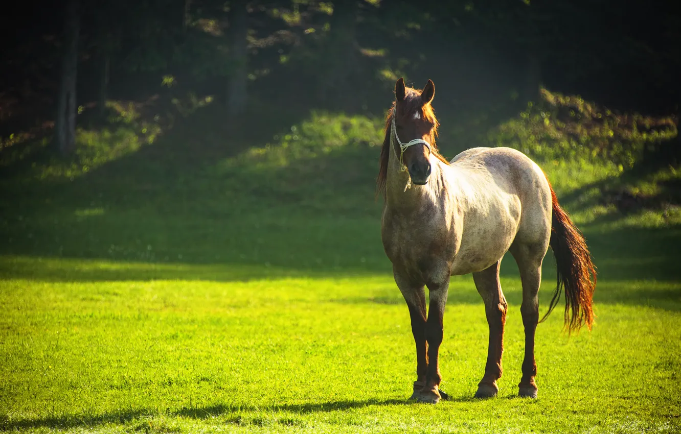 Photo wallpaper greens, summer, grass, the sun, trees, glare, glade, horse