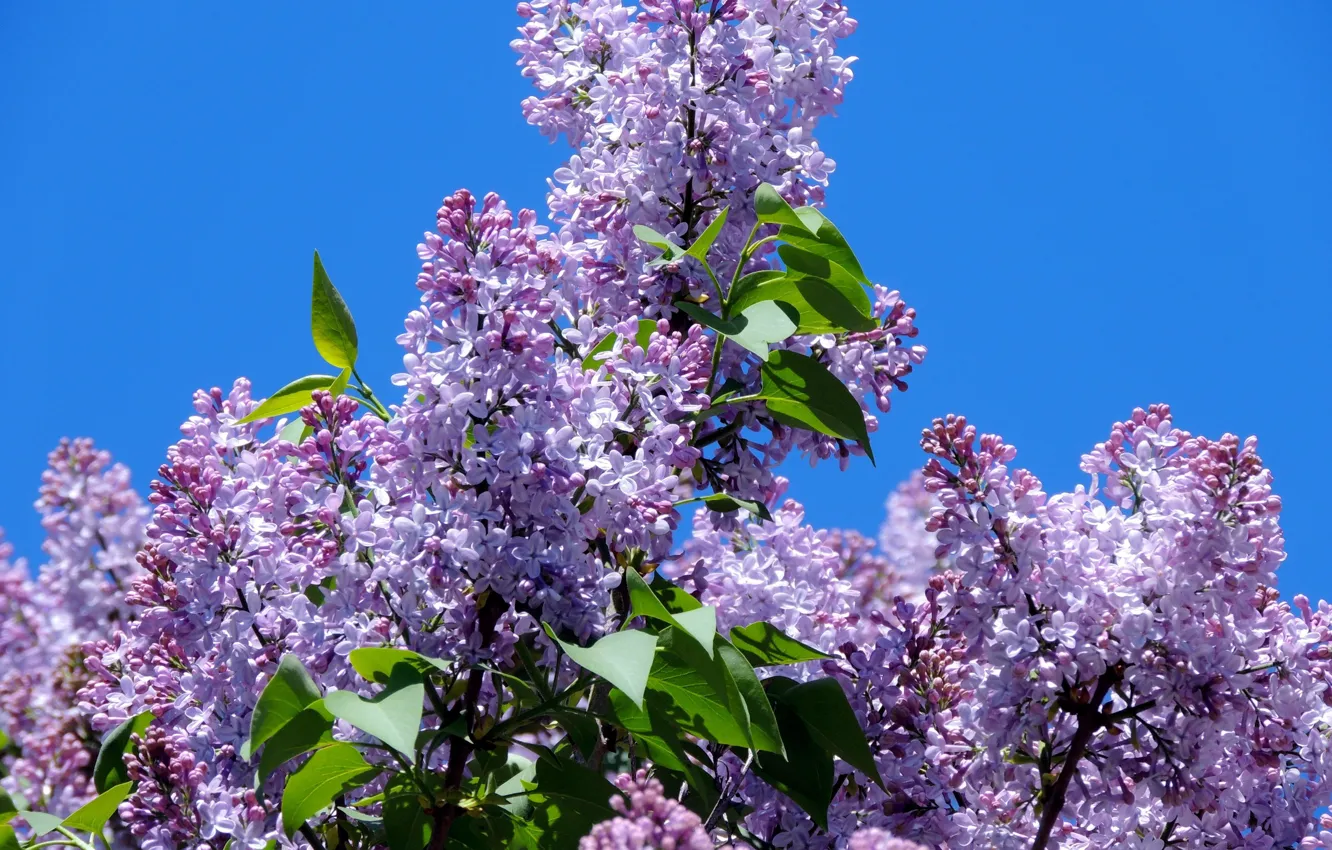 Photo wallpaper the sky, spring, lilac