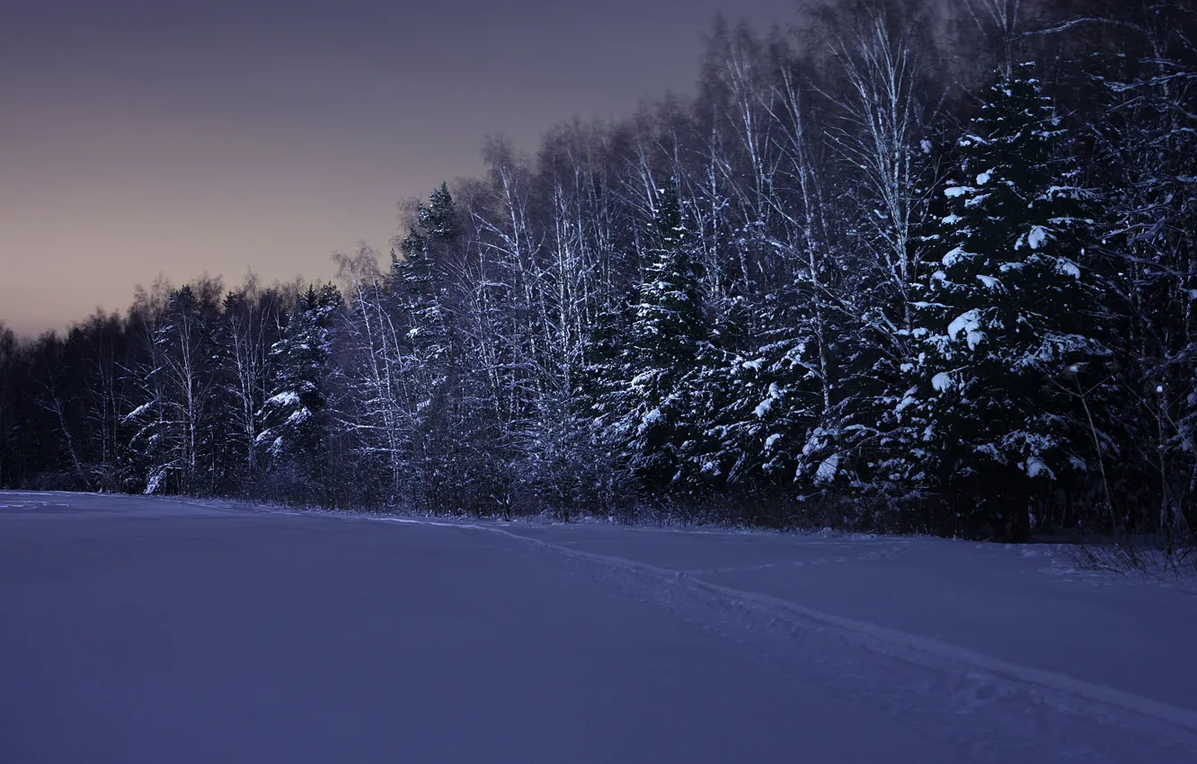 Photo wallpaper winter, forest, snow, night