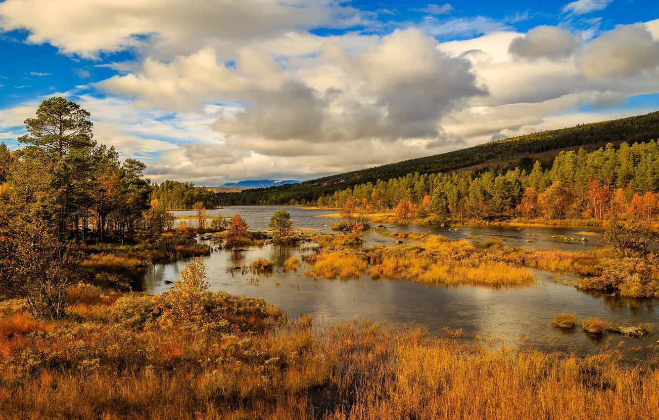 Photo wallpaper autumn, forest, grass, clouds, nature, river, blue, shore