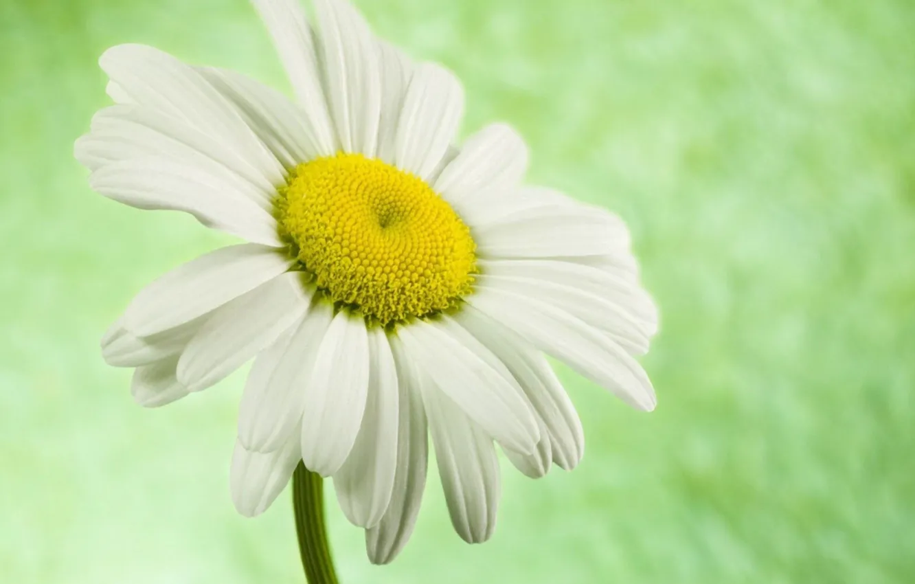 Photo wallpaper flower, Daisy, beautiful