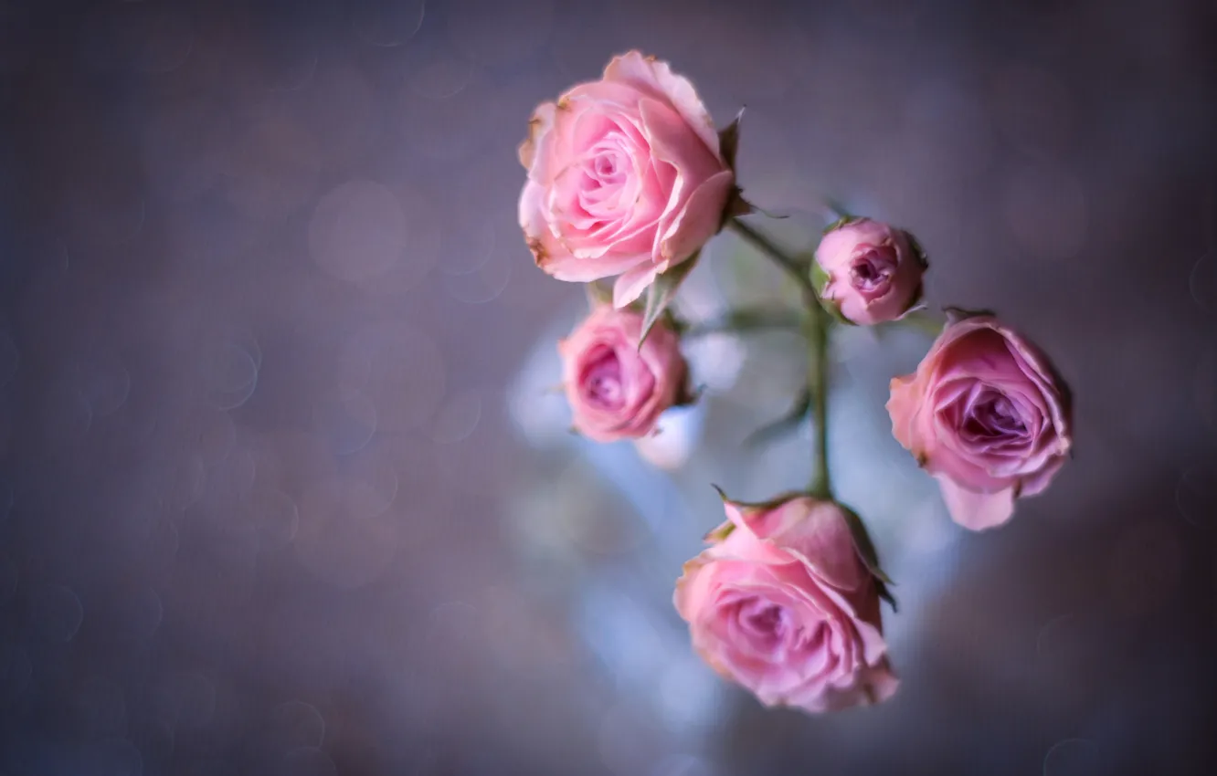 Photo wallpaper background, roses, buds