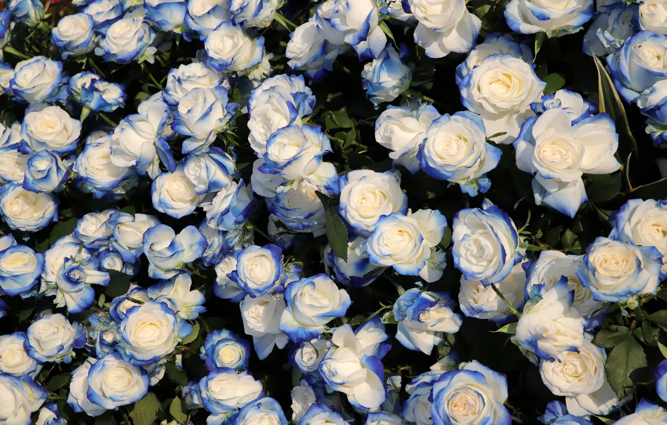 Photo wallpaper leaves, roses, blue, buds, a lot, two-tone, blue-white