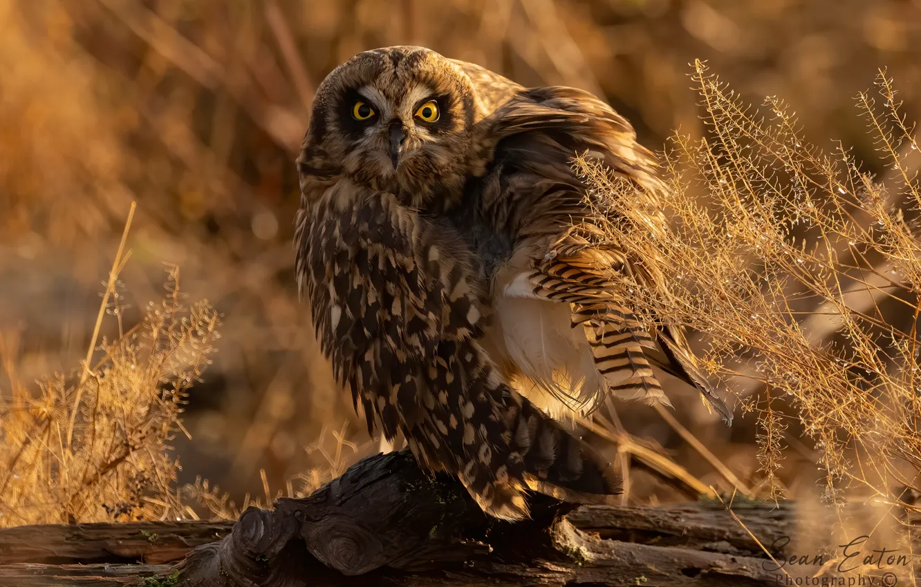 Photo wallpaper look, light, nature, pose, sprig, owl, bird, plant